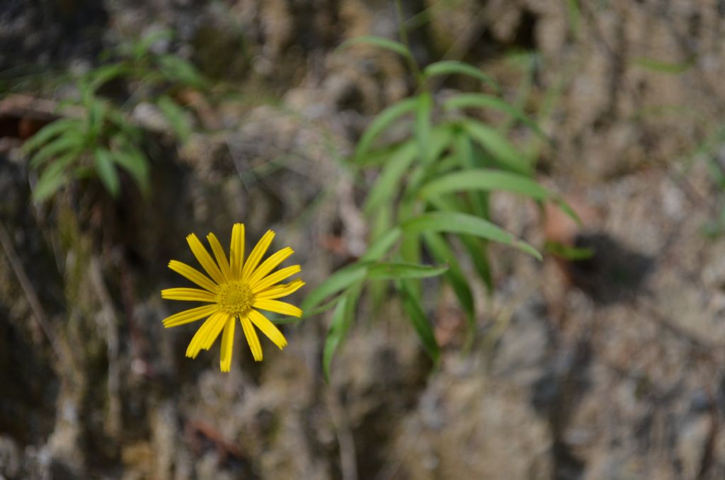 Santa Brigida:  Buphthalmum salicifolium subsp. salicifolium